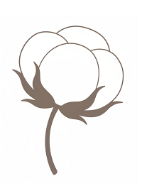 綿花イラスト
