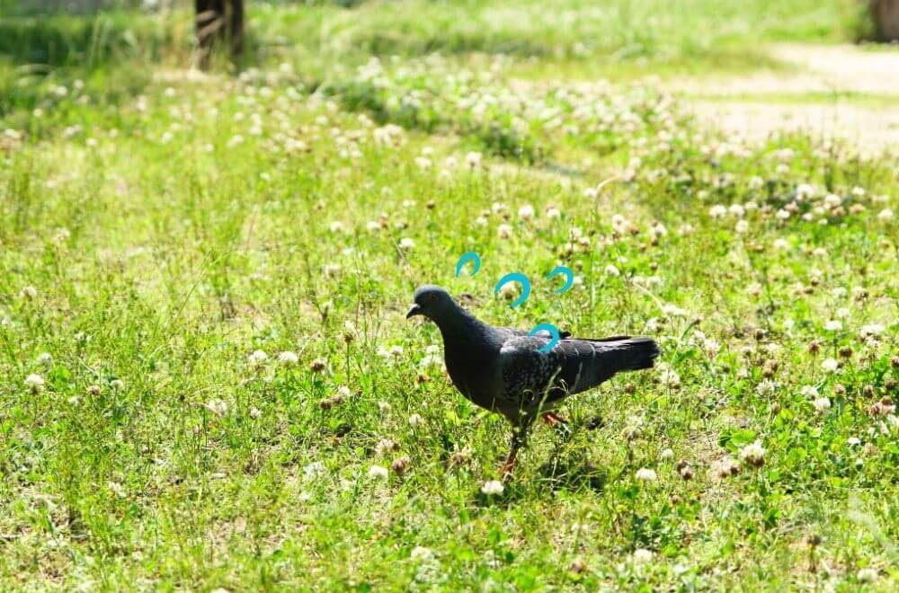 鳩