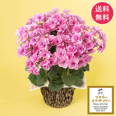 母の日　鉢植え「アジサイ　フェアリーアイ」