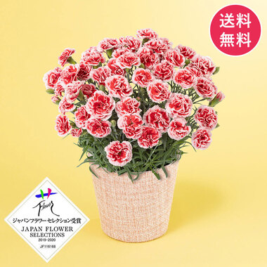 母の日　鉢植え「カーネーション　いちごホイップ」