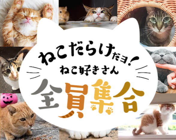 猫グッズ特集