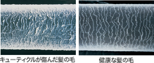 キューティクルが傷んだ髪の毛　健康な髪の毛